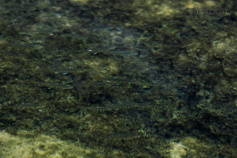 This school of young-of-the-year brook trout was basically trapped in a pool in a remarkable little brook trout stream stricken by drought.  The adult trout population seems to have been wiped out by the drought and a previous flood, but the young trout are as thick as minnows.

The picture is taken from above water with a polarizing filter and a telephoto zoom lens.  There is one other picture of them. From Spring Creek in Wisconsin.
