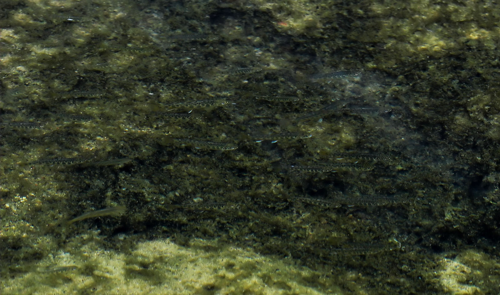 This school of young-of-the-year brook trout was basically trapped in a pool in a remarkable little brook trout stream stricken by drought.  The adult trout population seems to have been wiped out by the drought and a previous flood, but the young trout are as thick as minnows.

The picture is taken from above water with a polarizing filter and a telephoto zoom lens.  There is one other picture of them. From Spring Creek in Wisconsin.