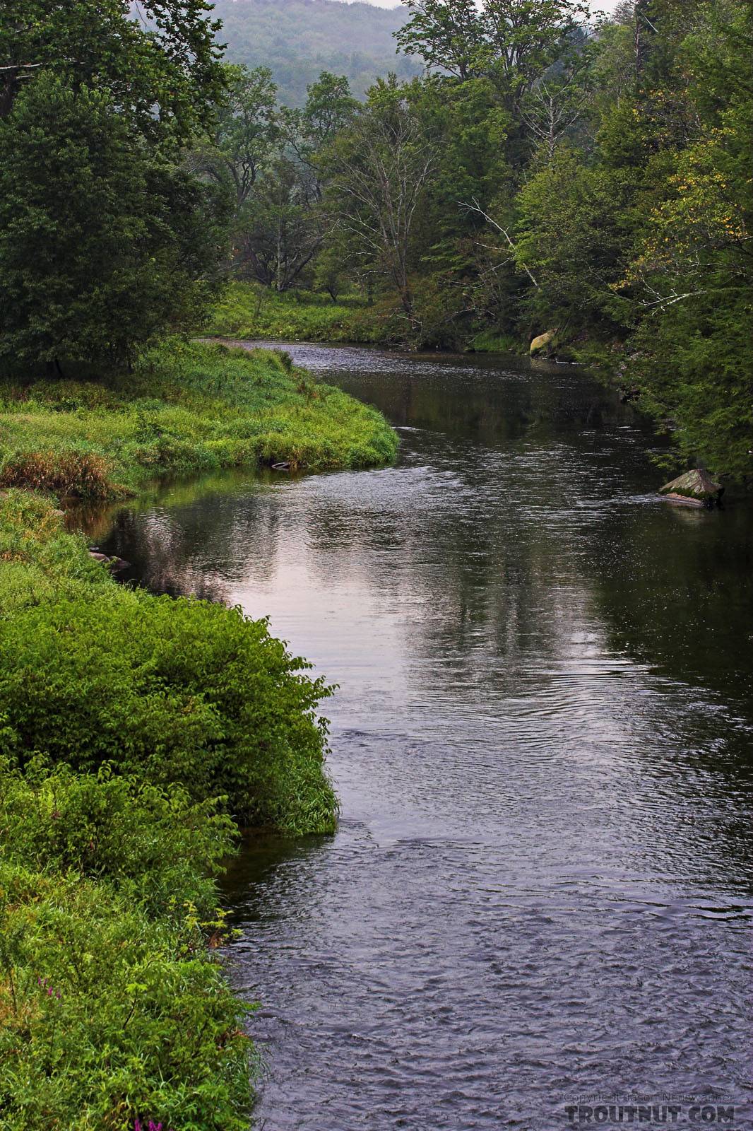  From the Neversink River in New York.