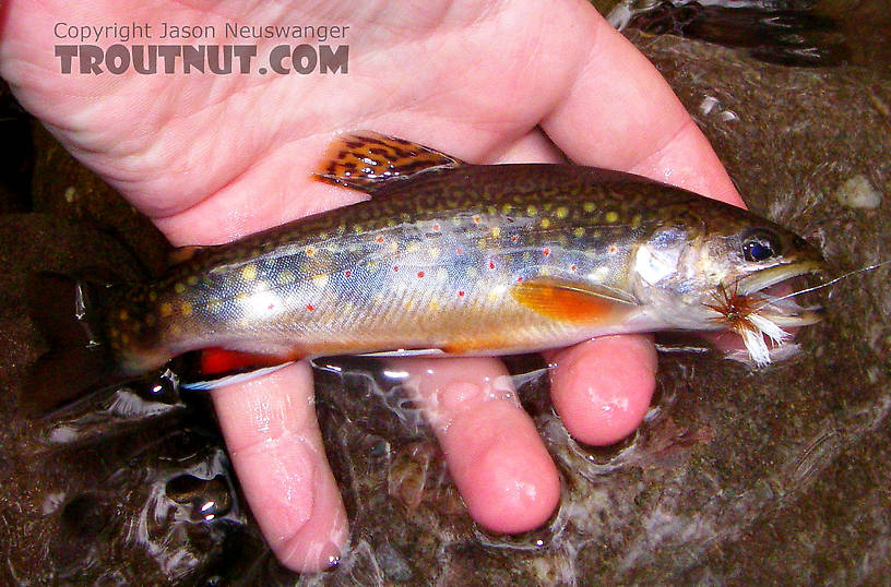 This beautiful brookie comes from a very remote, crystal-clear small stream in the Catskills. From the Mystery Creek # 23 in New York.