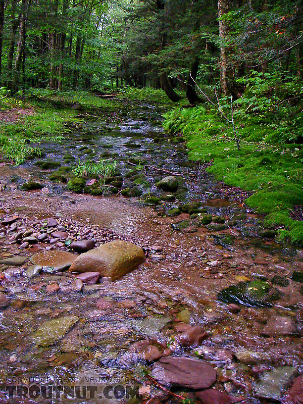 The clear little stream I was fishing is fed by a tiny tributary running across a beautiful bed of nothing but moss. From the Mystery Creek # 23 in New York.