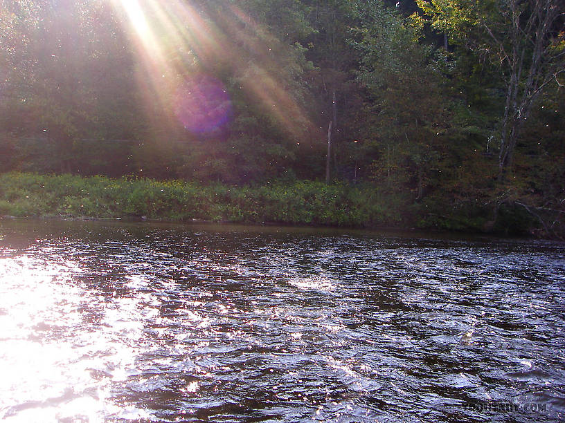 Twinkling Tricos in the air. From the Neversink River in New York.
