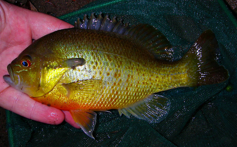One strange evening on a classic trout stream had brought me nothing but fallfish (albeit nice ones) when I cast outside the main current flow at a fish rising to little flying ants in a back eddy.  It took and, much to my surprise, it was a sunfish I'd never seen before!  Turns out it's a red-breasted sunfish, a common species in the East. From the Beaverkill River in New York.