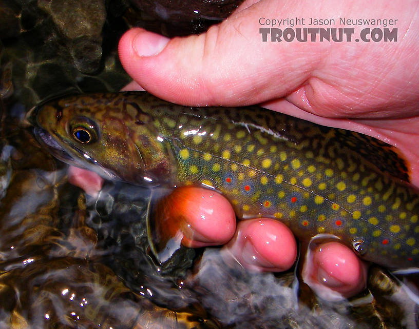 A perfect brook trout. From Rondout Creek in New York.