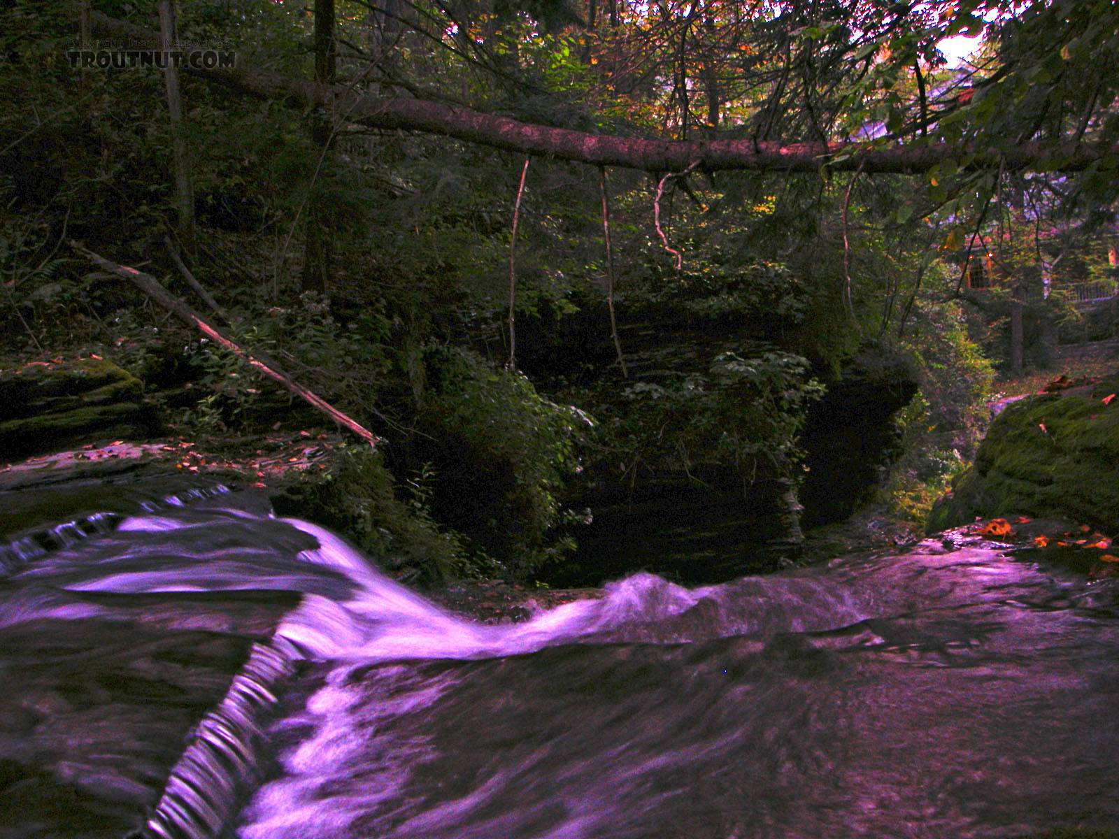 I took this picture in very low light and enhanced it.  This waterfall is kind of a strange meeting of two worlds: below the falls, there is a parking lot and an old millhouse at a very popular state park.  Above the little falls the park is wild and there's little trace of people. From Mystery Creek # 62 in New York.