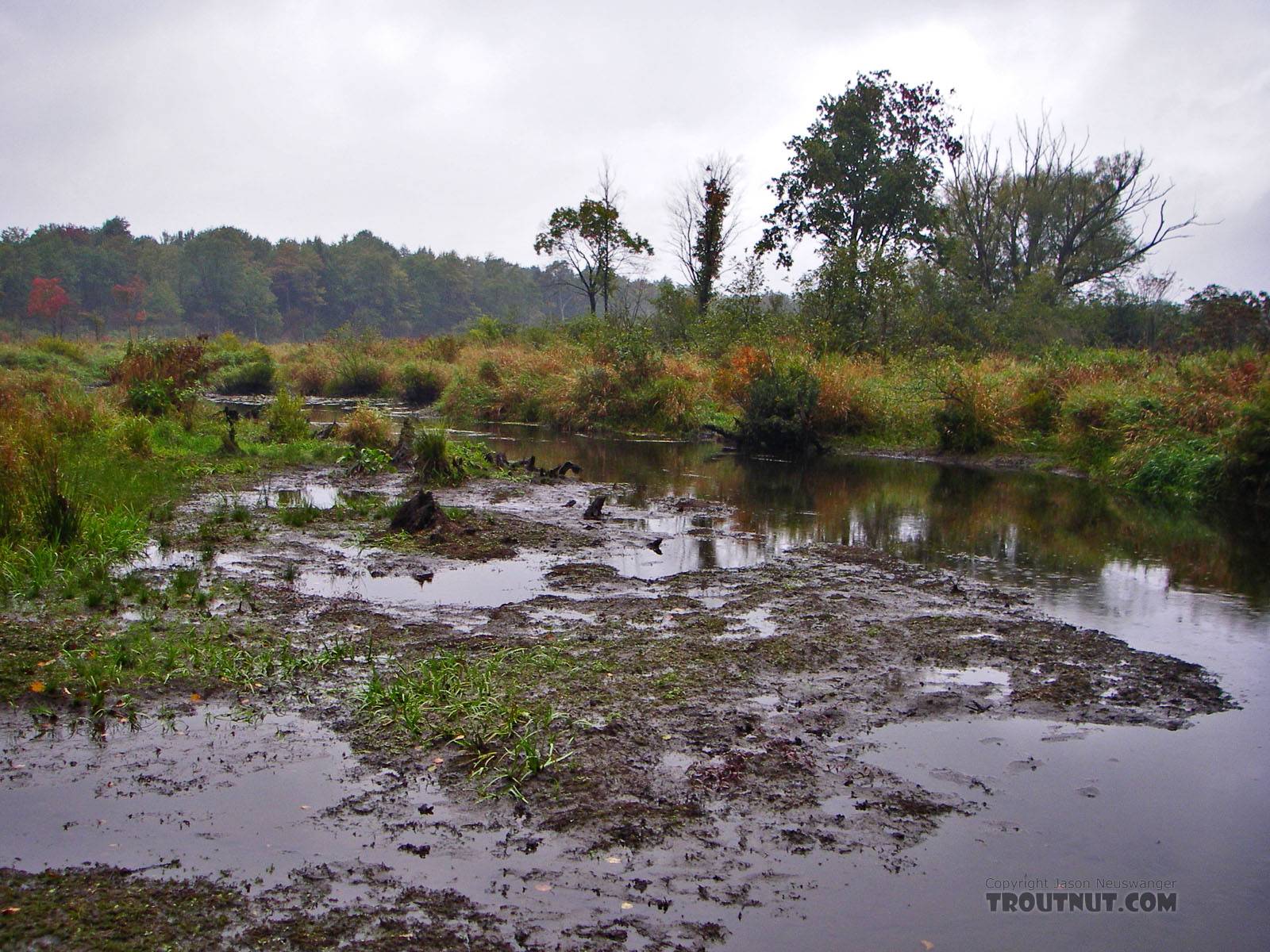 This seems to be a recently drained beaver pond in a swampy stretch of a trout stream. From Fall Creek in New York.