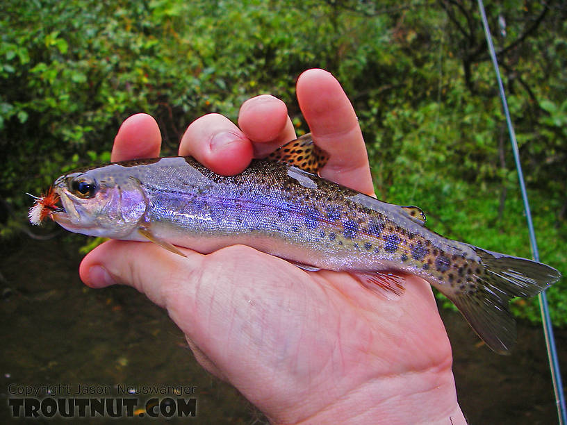 Small rainbow from a small stream. From Dresserville Creek in New York.
