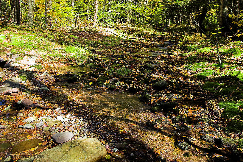 I like this little moss-bottomed trickle of a tributary. From the Mystery Creek # 23 in New York.