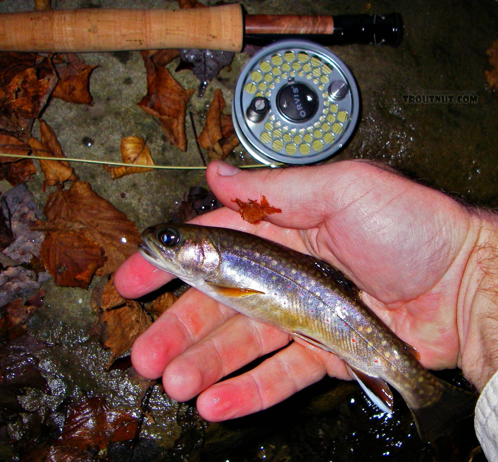 Here's the official first trout brought to hand with my new small-stream rod, an Orvis Superfine 7' 4-weight.  It's an appropriate fish from an appropriate water. From Mystery Creek # 89 in New York.