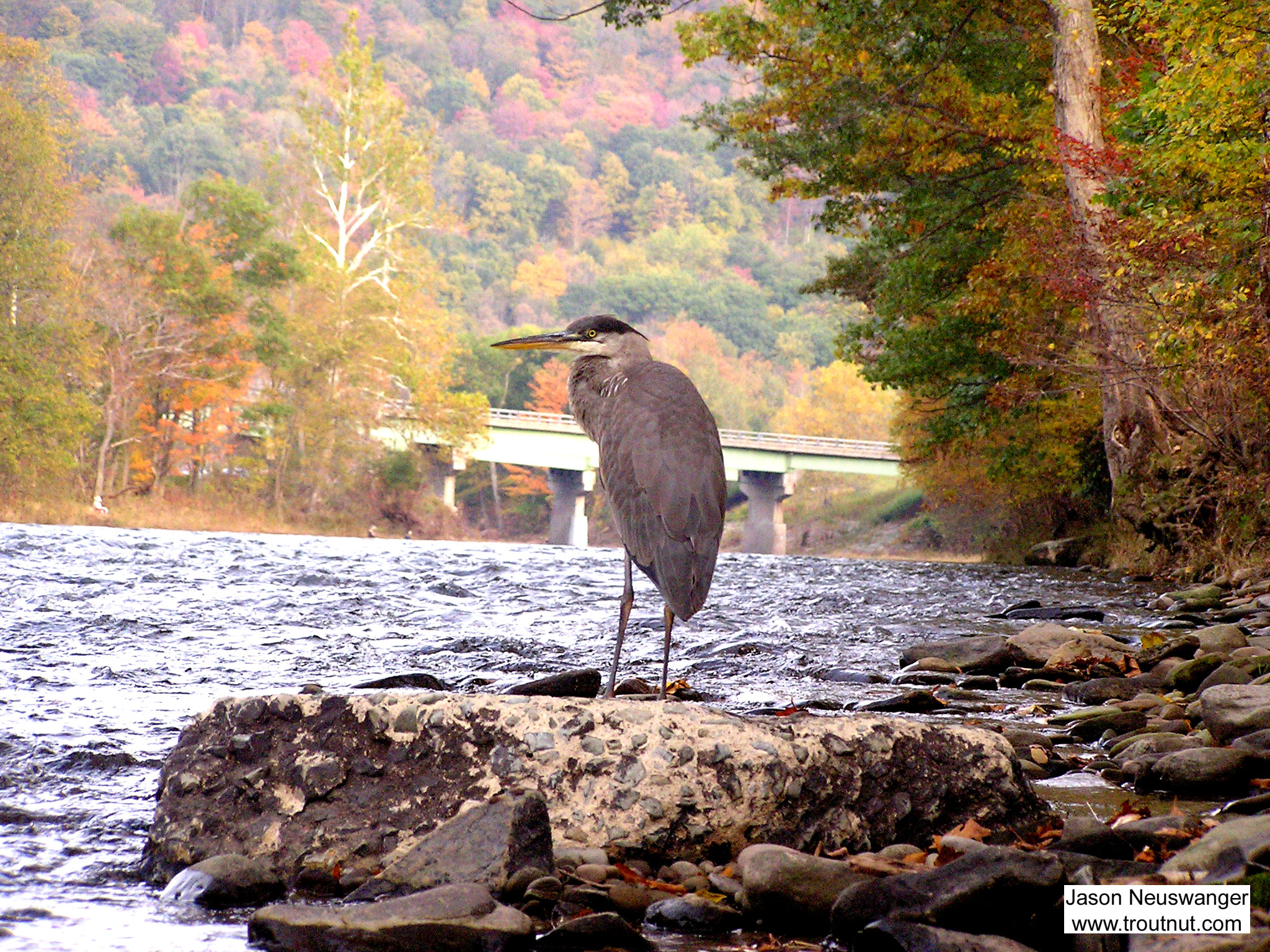 I'm breaking my rule about naming locations for this picture, since the context adds much to its meaning.  This great blue heron is standing on a slab of river-worn concrete silhouetted against the NY Quickway bridge over the Beaverkill River at Cairn's Pool.  Several human fishermen pursue trout from one shore while an avian fisherman pursues them from the other. From the Beaverkill River in New York.