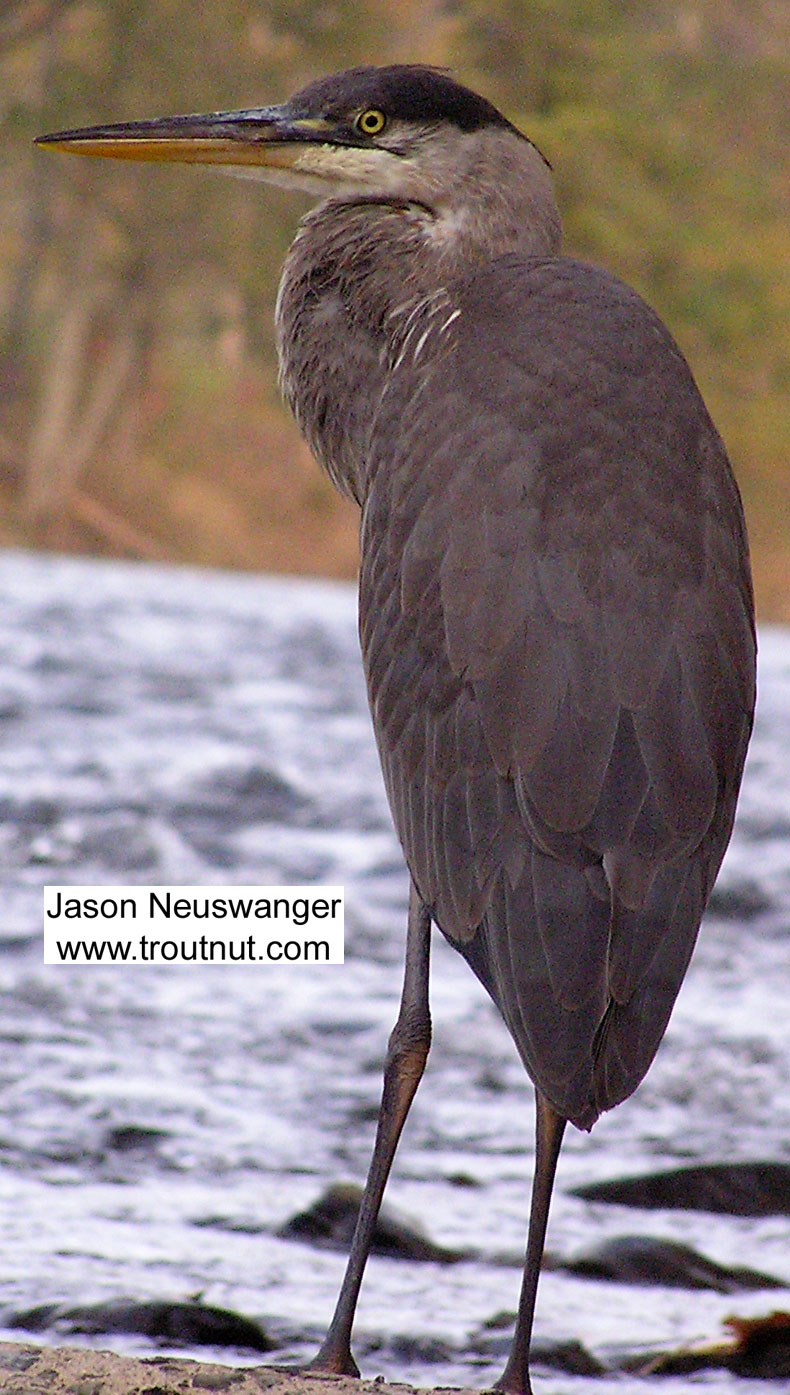 A great blue heron flaunts his contraband spey hackle. From the Beaverkill River in New York.