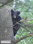 A black bear cub stares down at me from a large pine near one of my favorite trout streams. From McNaught Road, near the upper Namekagon in Wisconsin.