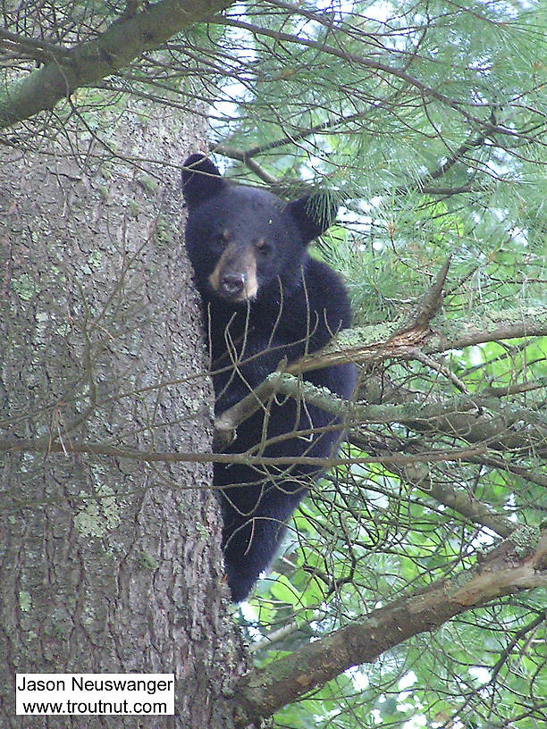 A black bear cub stares down at me from a large pine near one of my favorite trout streams. From McNaught Road, near the upper Namekagon in Wisconsin.