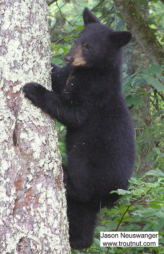A black bear cub shimmies down a tree trunk near one of my favorite trout streams. From McNaught Road, near the upper Namekagon in Wisconsin.