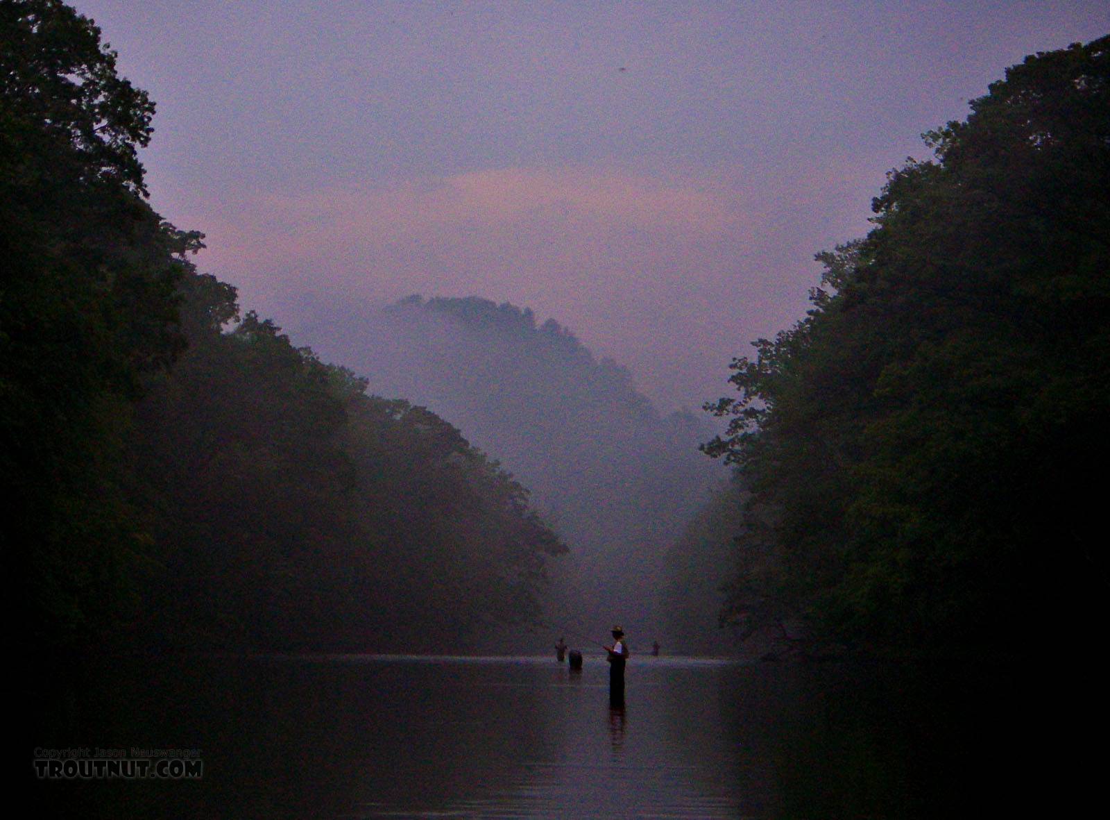 I was stuck sharing a long pool with several other fishermen on this popular spring creek, but I had the best fishing (the tail of the pool) all to myself, because it took the most walking to get there.  The dusk hatch was extremely intense, complex, and difficult. From Penn's Creek in Pennsylvania.