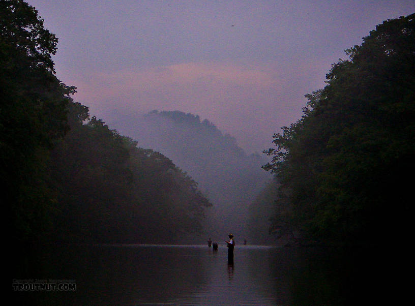 I was stuck sharing a long pool with several other fishermen on this popular spring creek, but I had the best fishing (the tail of the pool) all to myself, because it took the most walking to get there.  The dusk hatch was extremely intense, complex, and difficult. From Penn's Creek in Pennsylvania.