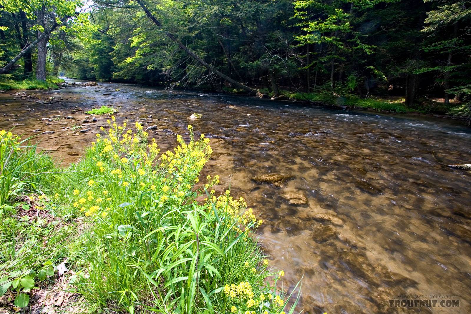  From Fishing Creek in Pennsylvania.