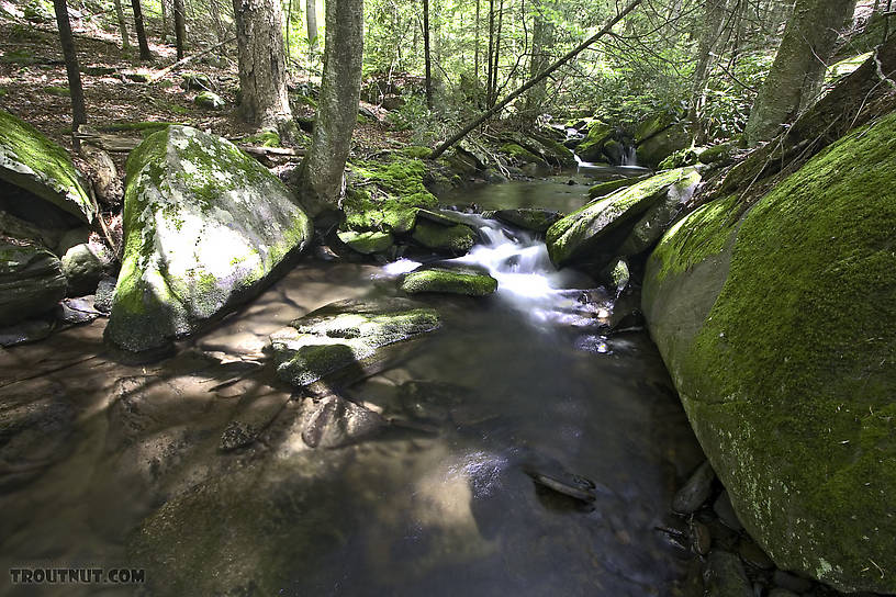  From Wolf Brook (Neversink Gorge) in New York.