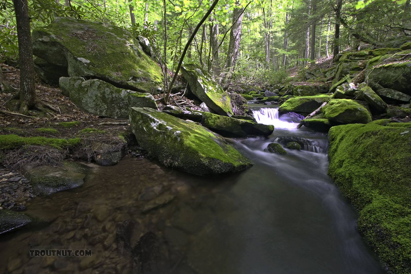  From Wolf Brook (Neversink Gorge) in New York.