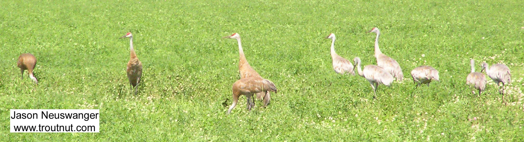 On my way to a favorite brook trout stream, I spotted several sandhill cranes in a Wisconsin farm field. From Rusk County, WI in Wisconsin.