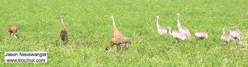 On my way to a favorite brook trout stream, I spotted several sandhill cranes in a Wisconsin farm field. From Rusk County, WI in Wisconsin.