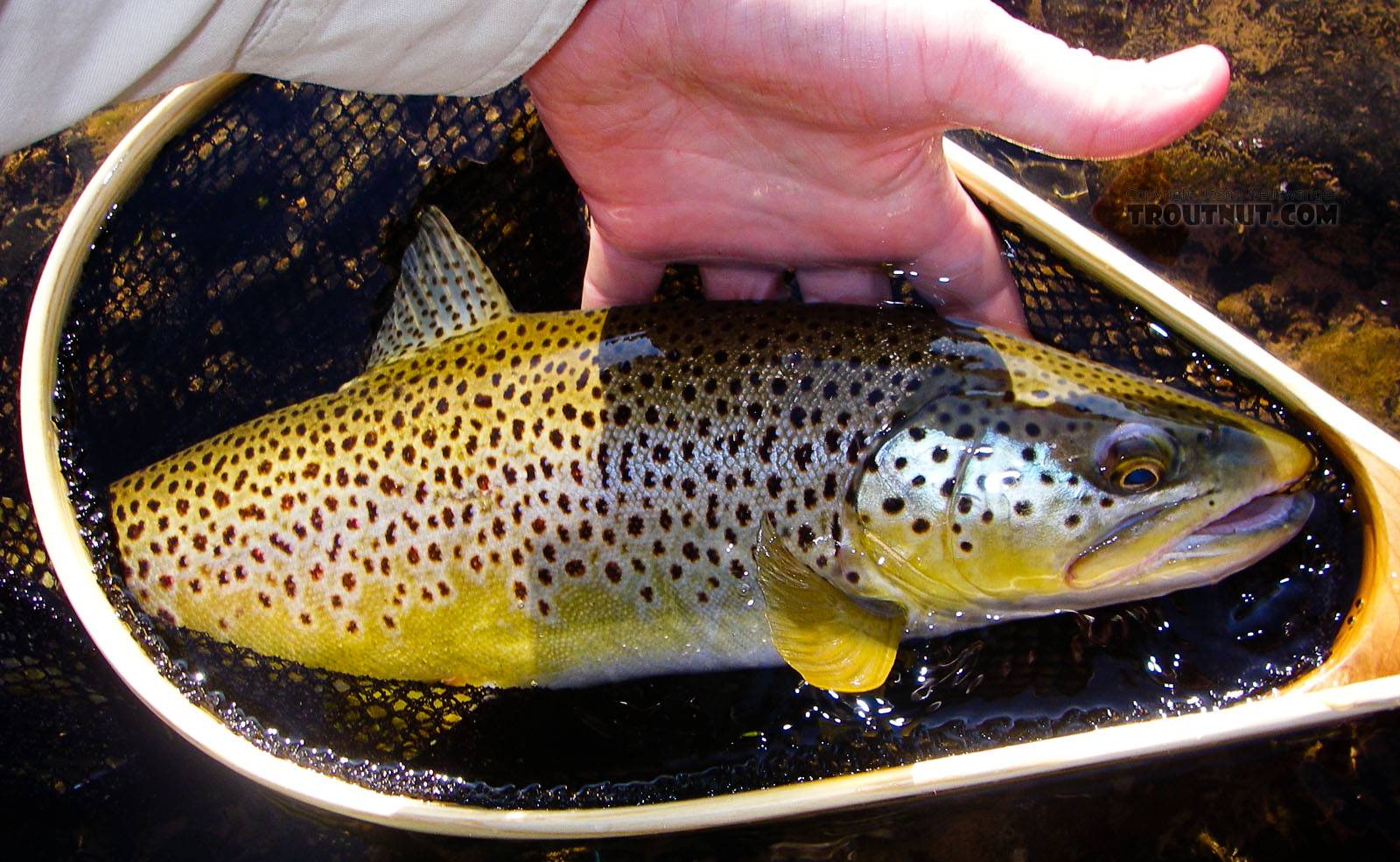 An 18-inch Catskill brown trout. From the West Branch of the Delaware River in New York.