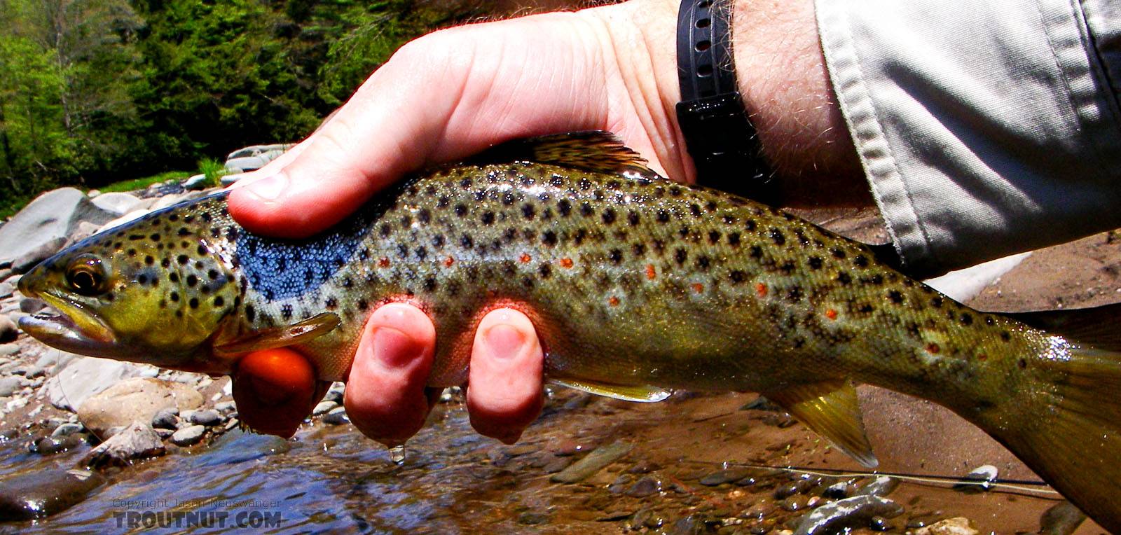 This is just one of several nearly identical browns I caught on this spring day. From the Neversink River Gorge (unnamed trib) in New York.