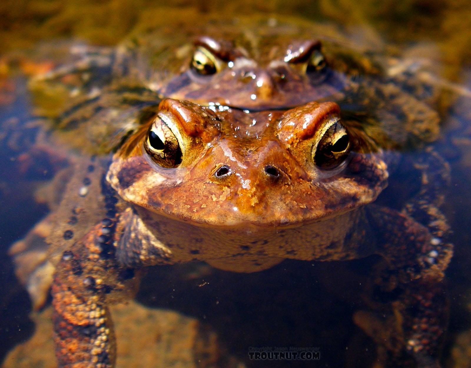 Mating toads, a common sight on Catskill rivers in early May. From the Neversink River Gorge (unnamed trib) in New York.