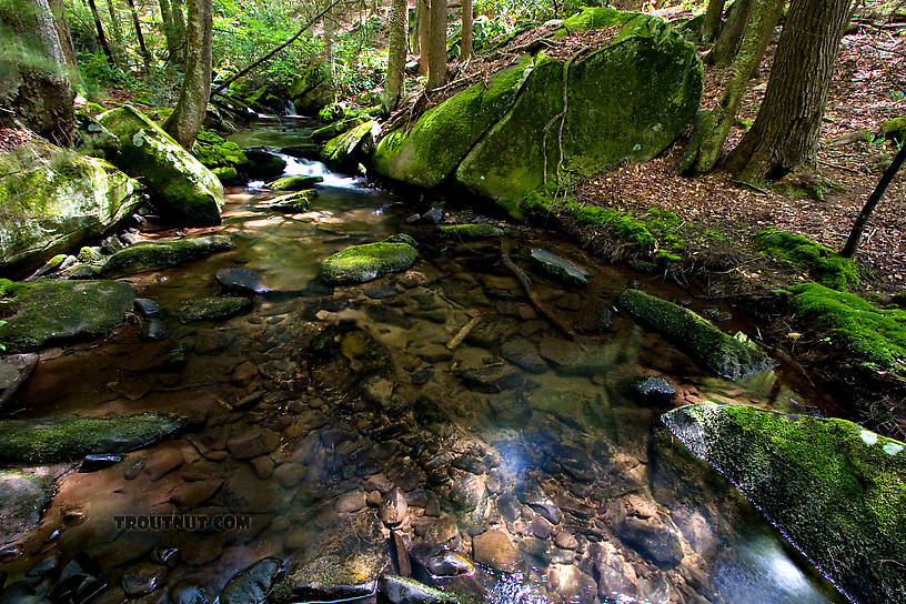 From Neversink Gorge (Wolf Brook) in New York.