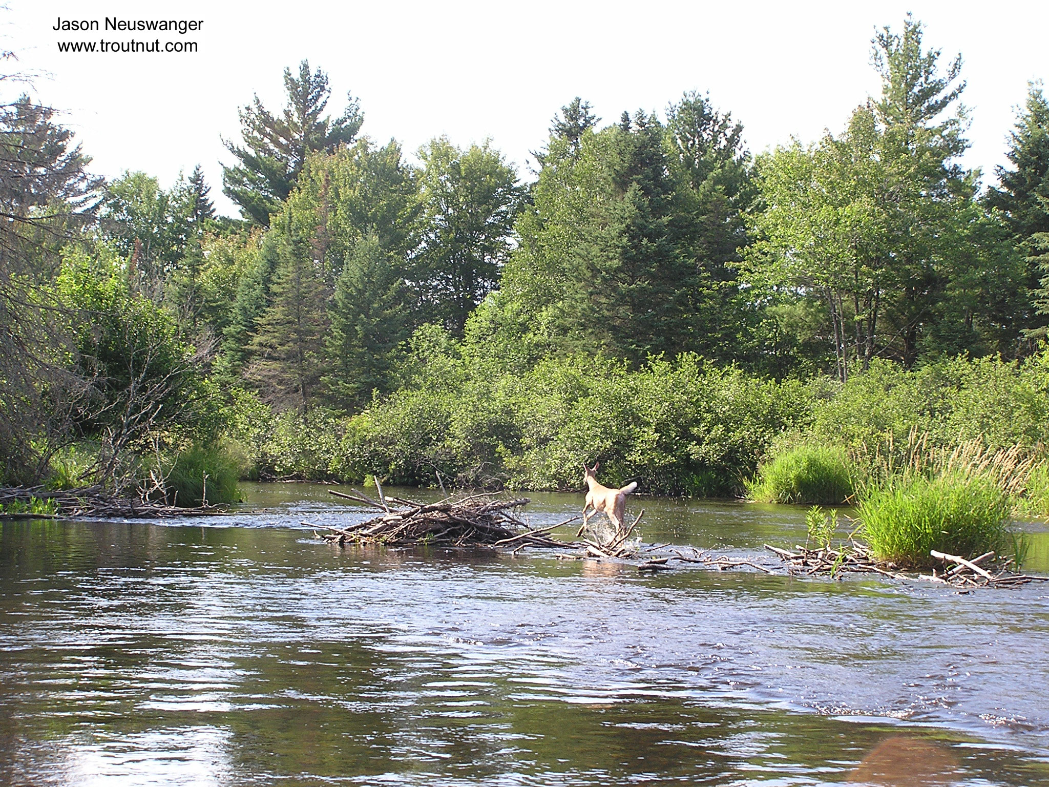 This deer ran at least a hundred yards in front of our canoe before it finally decided to get out of the river.  Here it just hurdled a beaver dam. From the Namekagon River in Wisconsin.