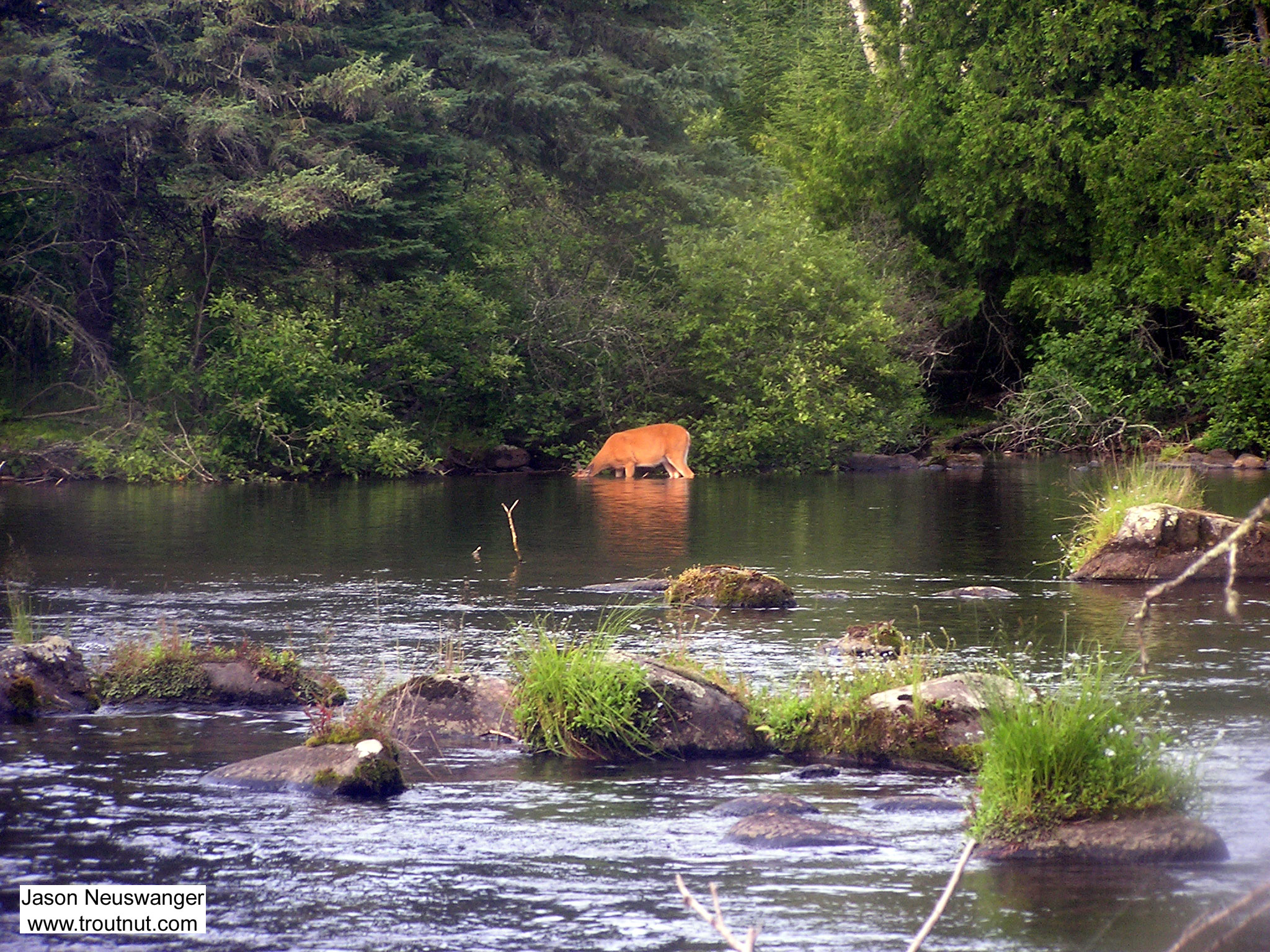 A whitetail deer pretends to be a moose, sticking its head underwater to graze on rich aquatic vegetation. From the Bois Brule River in Wisconsin.