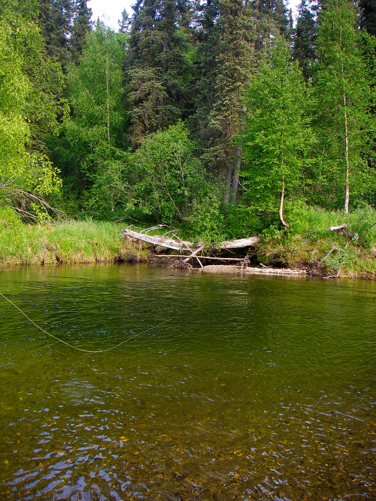 What a great place for a fly line to be! From the Chena River in Alaska.