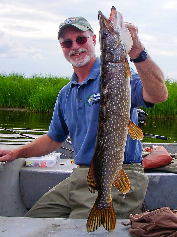This is one of the nicer pike my dad caught on this trip, around 30 inches. From Minto Flats in Alaska.