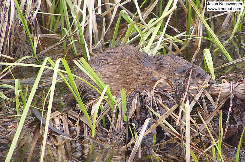 This muskrat swam around me for a while as I fished a caddisfly hatch. From the Namekagon River in Wisconsin.