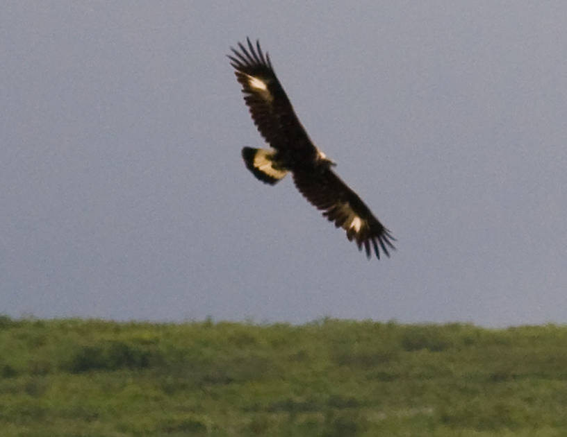 This golden eagle is soaring through Denali National Park. From Denali National Park in Alaska.