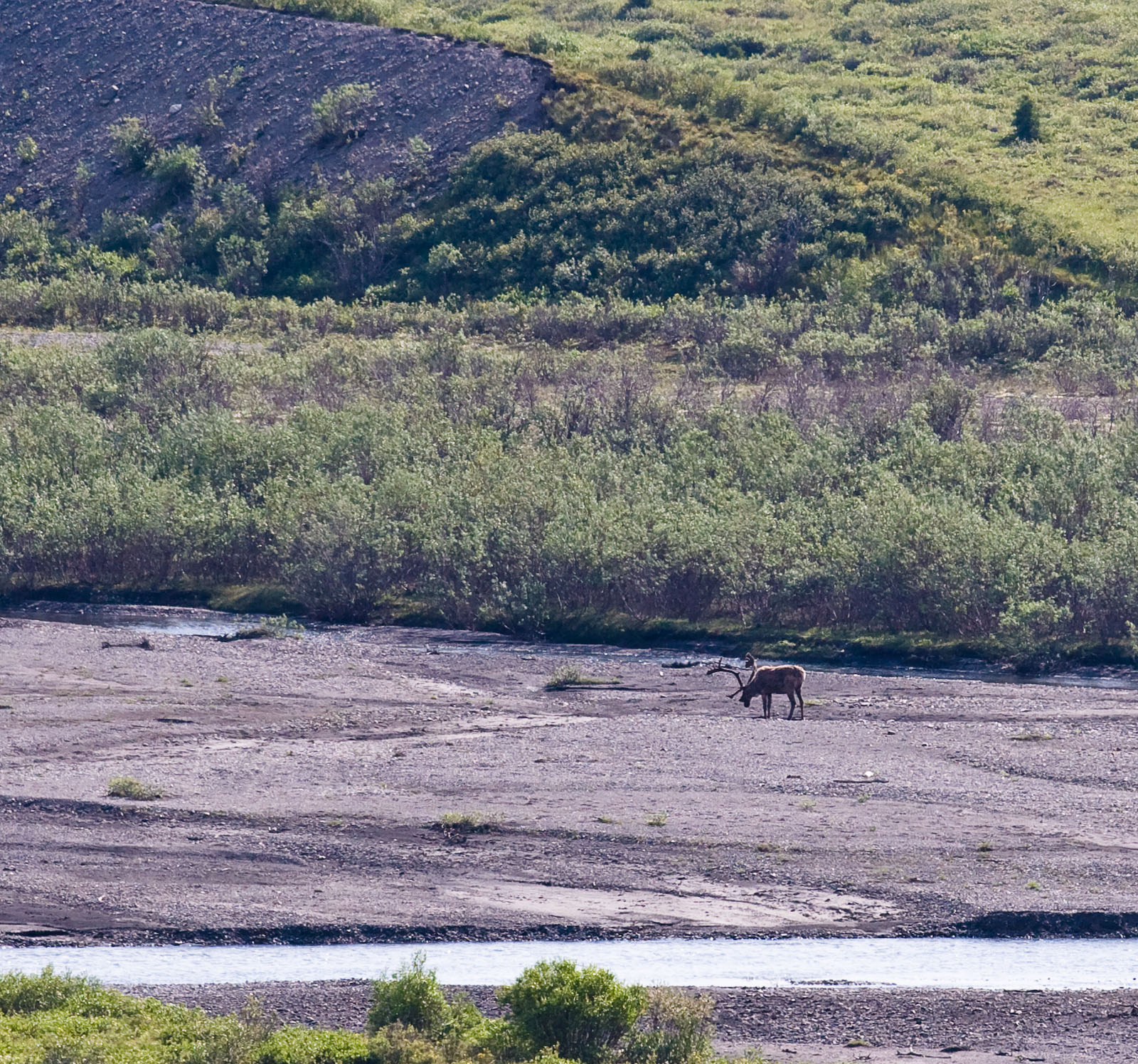 A large caribou walks through the bed of a glacial river in Denali National Park. From Denali National Park in Alaska.