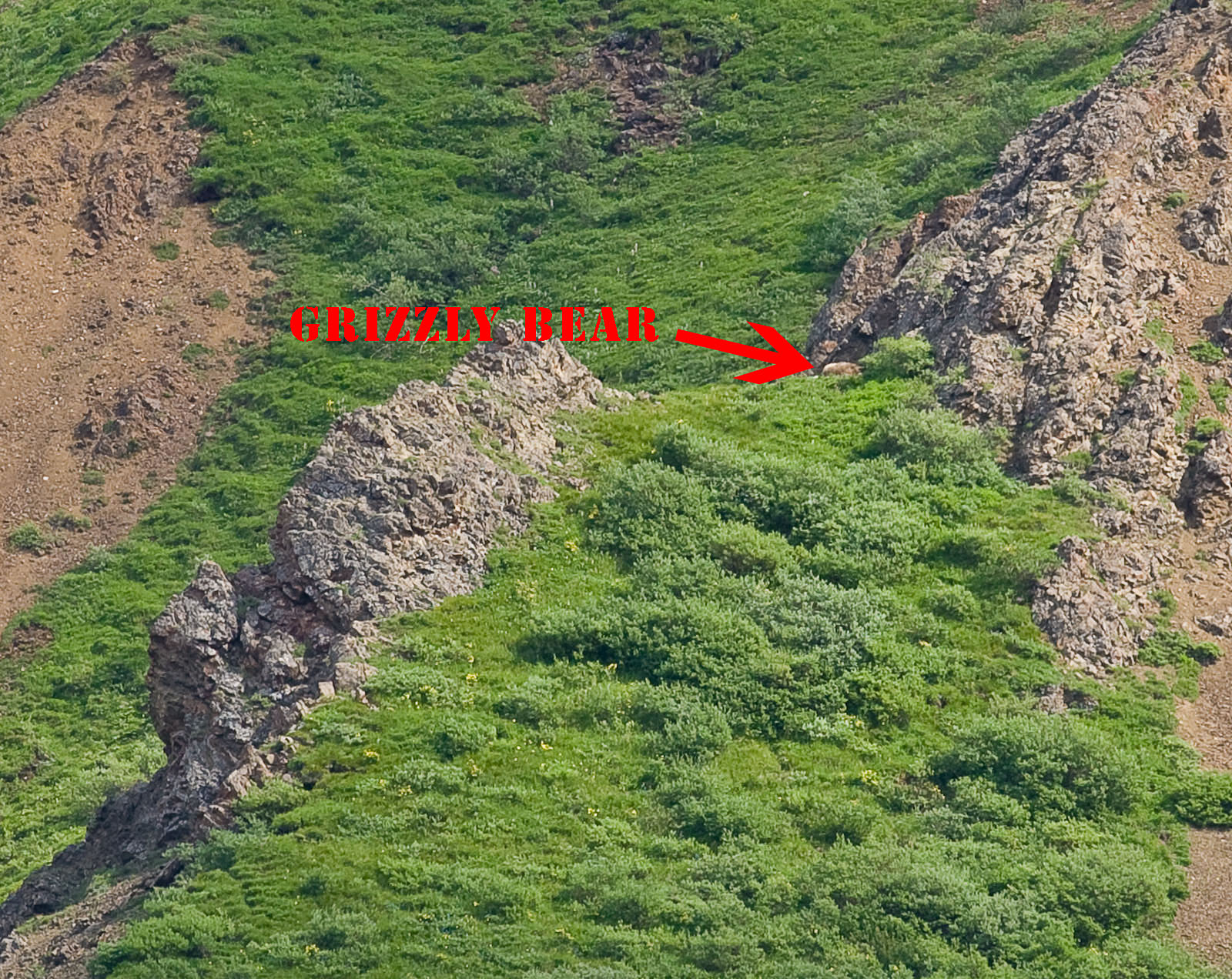 In this "close up" of a grizzly bear laying down on an alpine hillside in Denali National Park, you can almost tell it's a bear. From Denali National Park in Alaska.