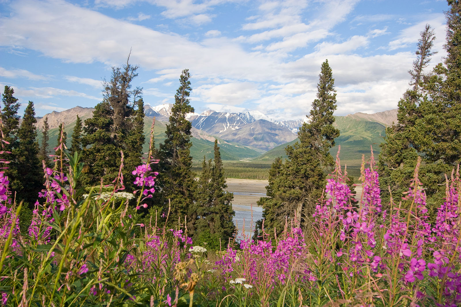 The Fireweed here grows thick along many roadsides in Alaska, including the Richardson Highway here with a view of the glacial Delta River and the Alaska Range. From the Delta River in Alaska.