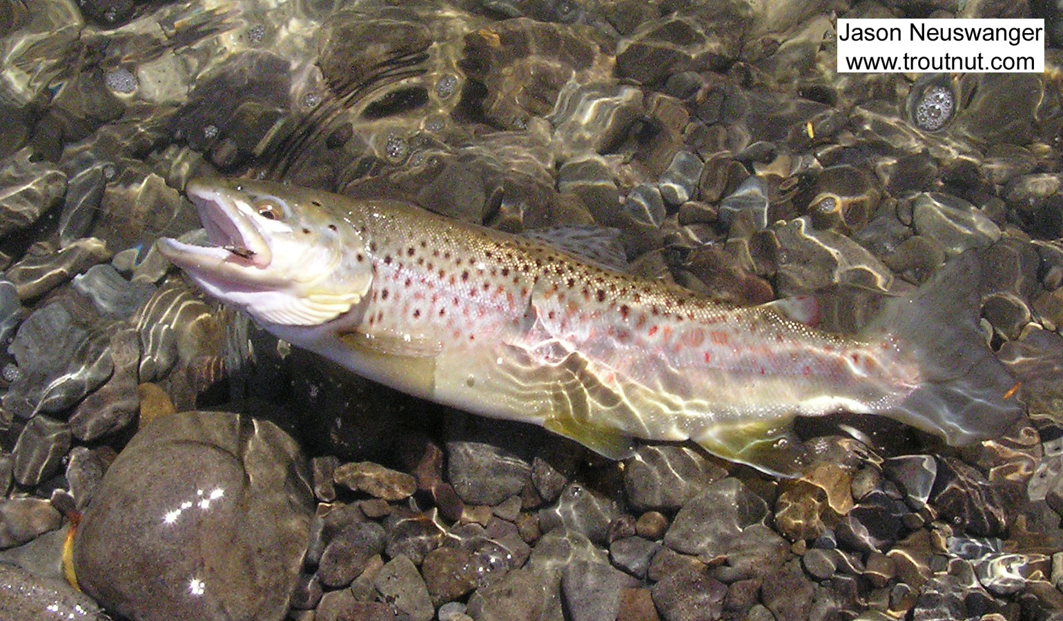 This 15" brown trout took a small emergent sparkle pupa on a large Catskill river. From the Beaverkill River in New York.