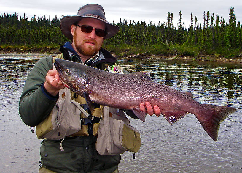 Here's my first Alaskan salmon, a small king that put up a fun fight. From the Gulkana River in Alaska.