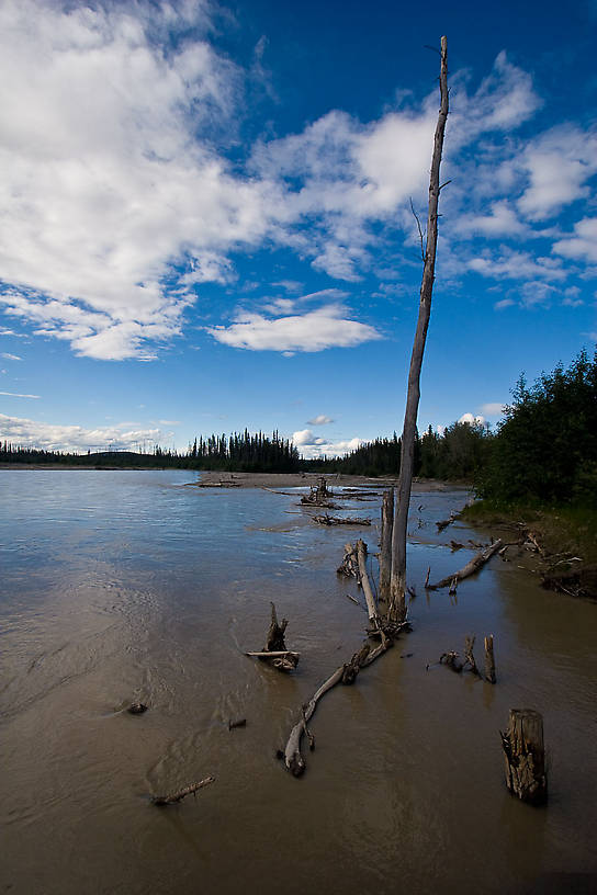 This is the glacial Tanana river, a major Yukon tributary.  The water is so opaque with glacial silt that you can't see half an inch into it. From the Tanana River in Alaska.