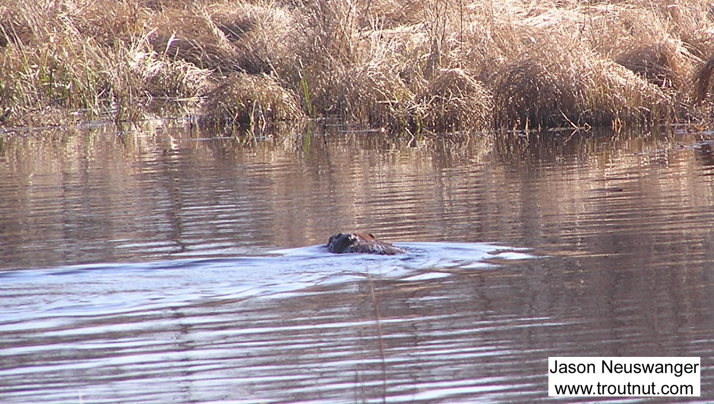 A beaver swims around the swampy corpse of a trout stream his species destroyed, with a little help from ours. From Eddy Creek in Wisconsin.