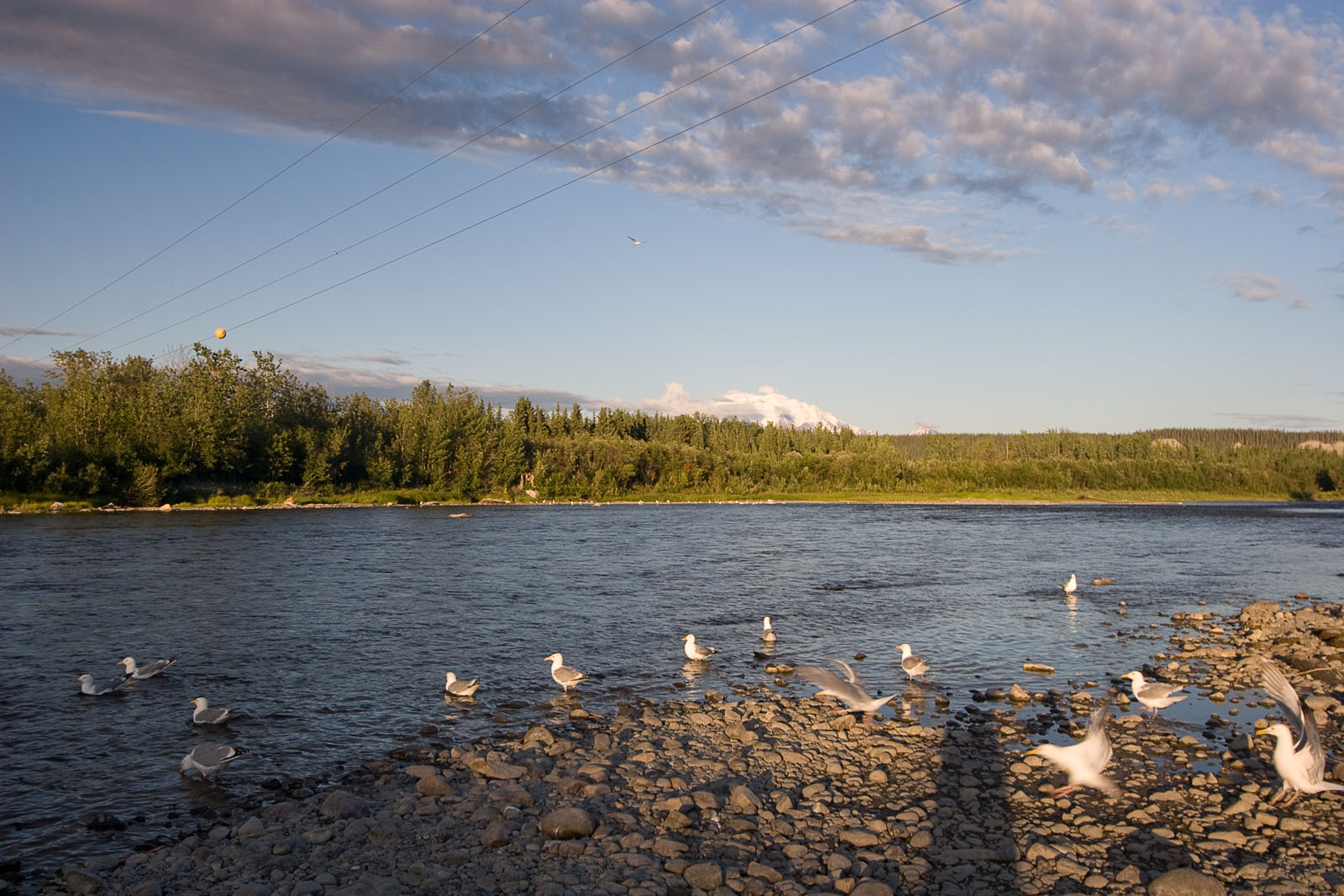 These seagulls live at the salmon-cleaning station during this time of year. From the Gulkana River in Alaska.