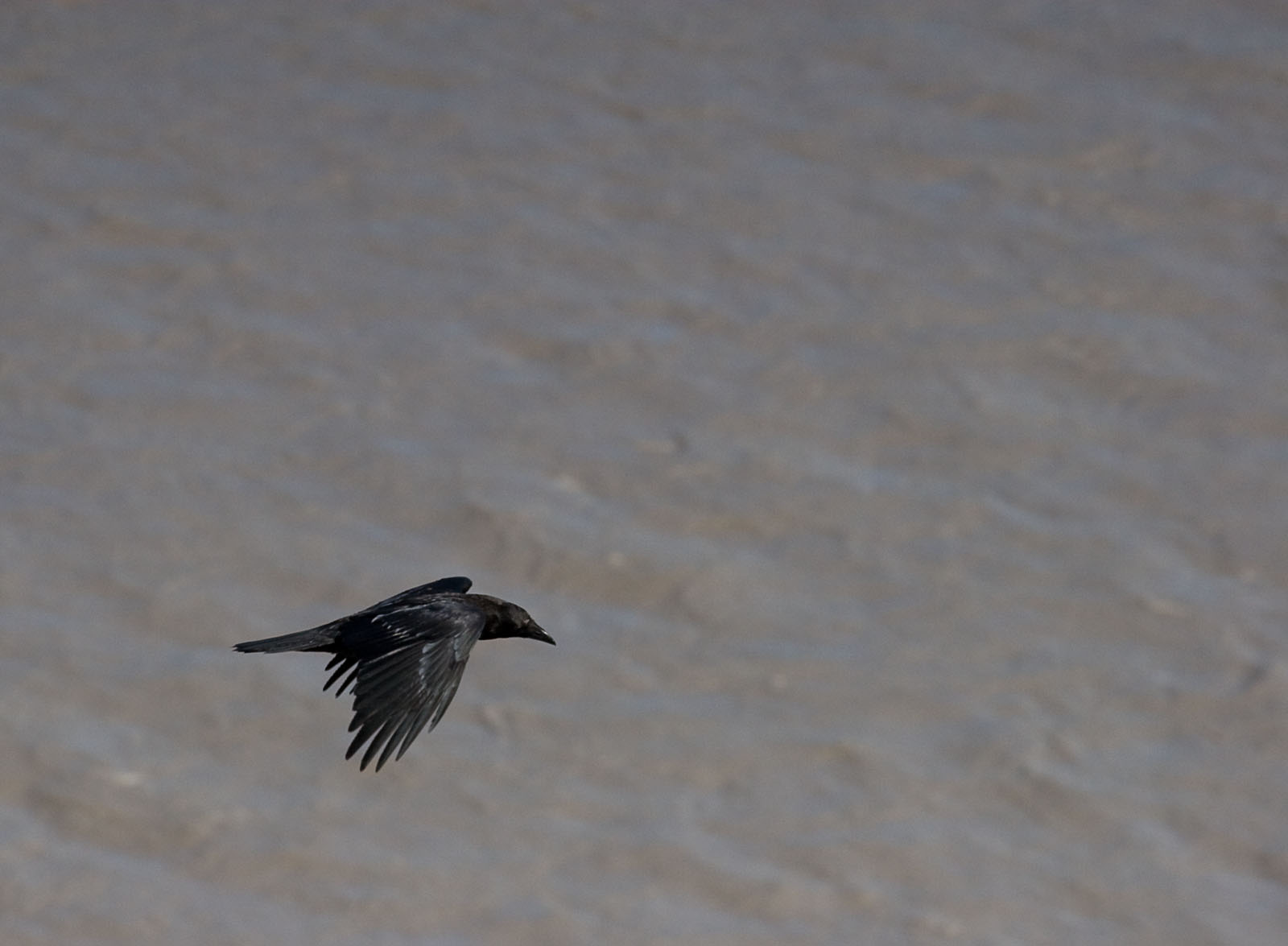 A raven flies over the Copper River. From the Copper River in Alaska.