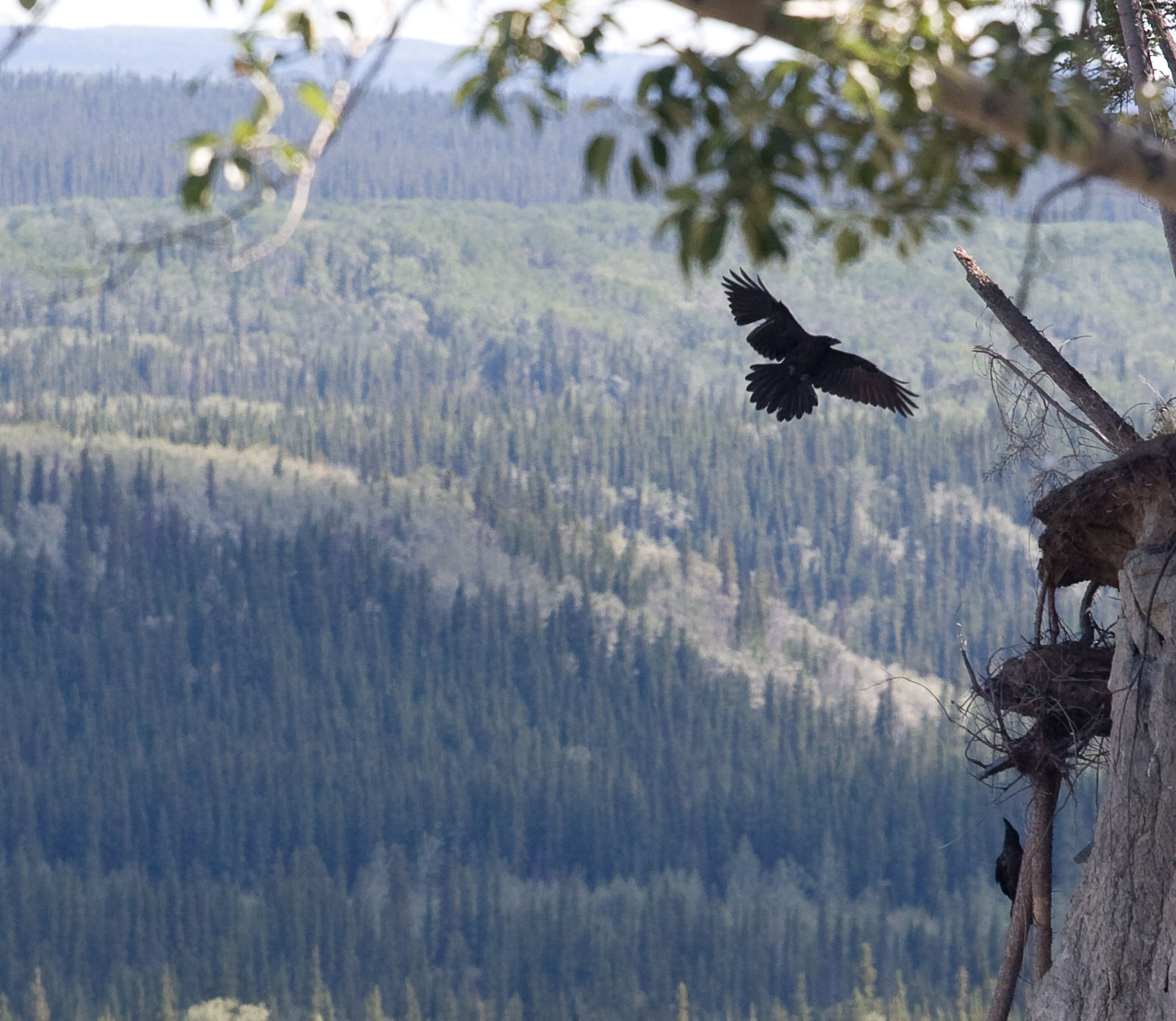A raven returns to its cliff-side nest along the Copper River. From the Copper River in Alaska.