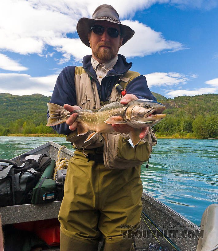 Troutnut's best dolly varden from this Kenai trip. From the Kenai River in Alaska.