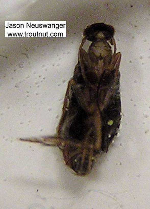 Trichoptera (Caddisflies) Caddisfly Pupa from the Namekagon River in Wisconsin