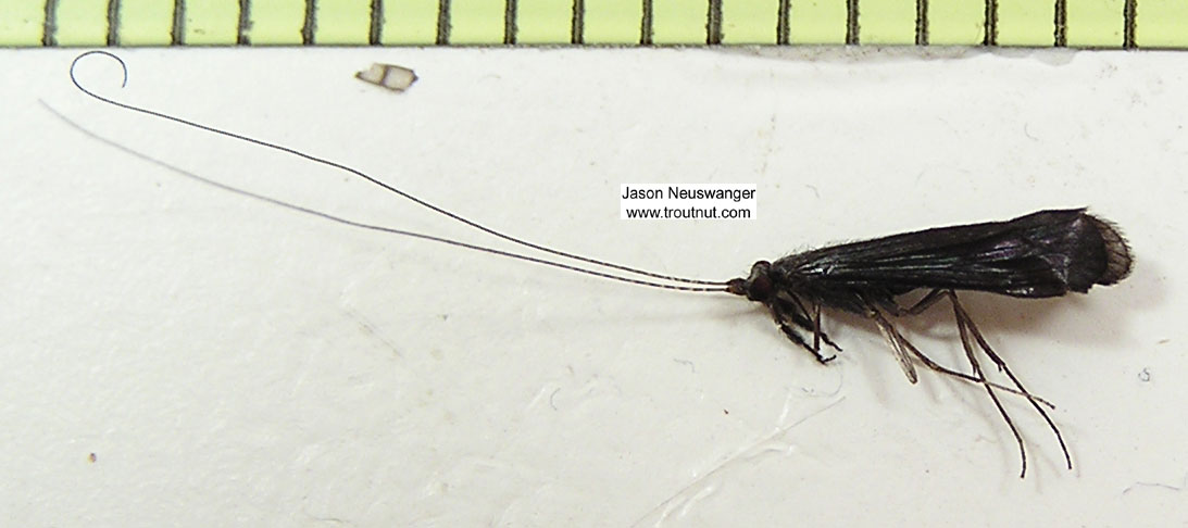 Mystacides sepulchralis (Black Dancer) Caddisfly Adult from the Bois Brule River in Wisconsin