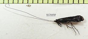 Mystacides sepulchralis (Black Dancer) Caddisfly Adult