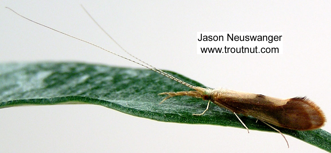 Triaenodes Caddisfly Adult from unknown in Wisconsin